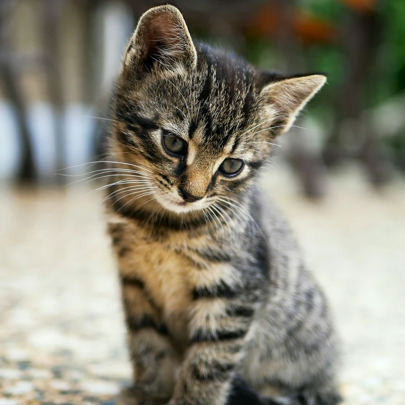 Curious Tabby Kitten Jigsaw Puzzle