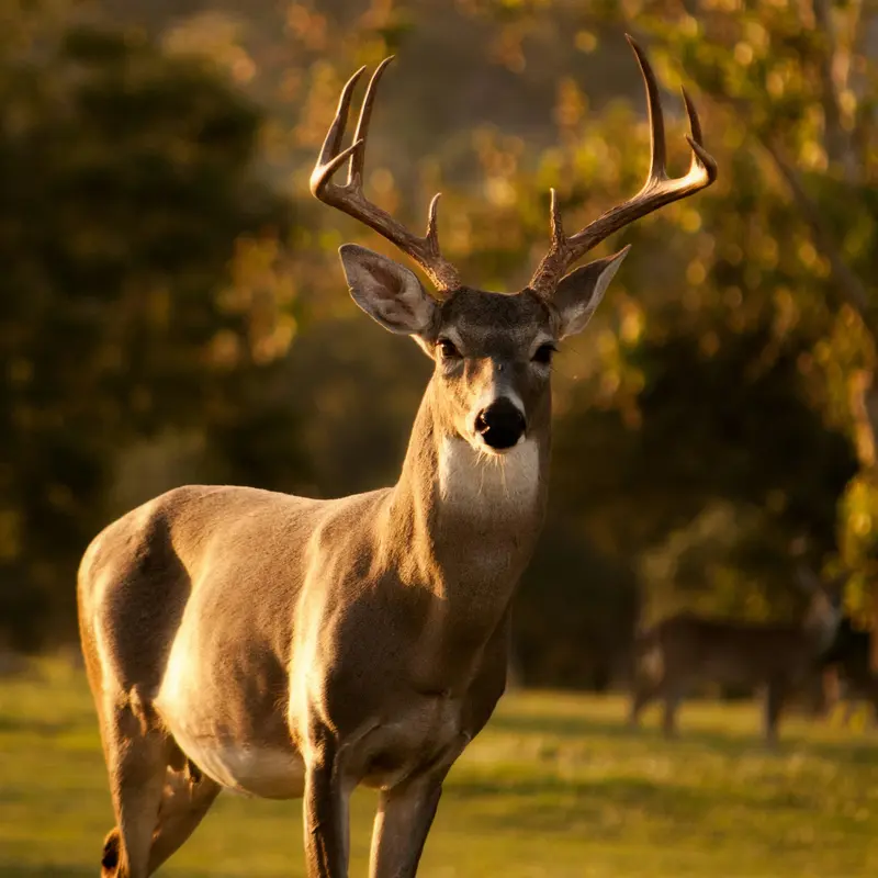 White-Tailed Deer in Golden Light Jigsaw Puzzle