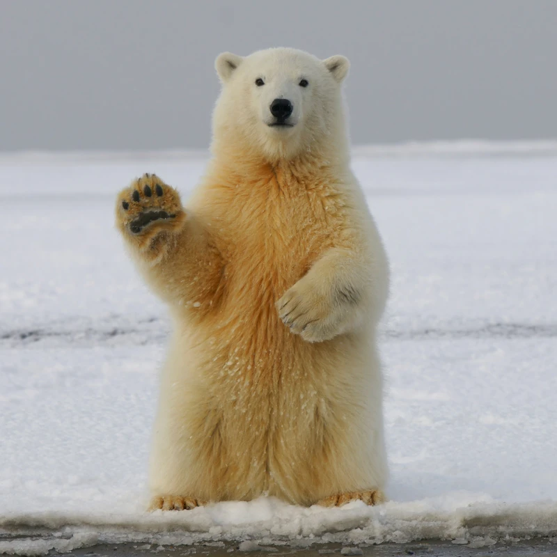 Polar Bear Standing on Arctic Ice Jigsaw Puzzle
