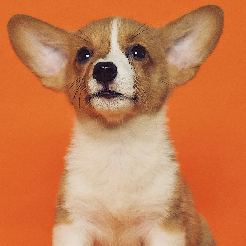 Pembroke Welsh Corgi Puppy Portrait Jigsaw Puzzle