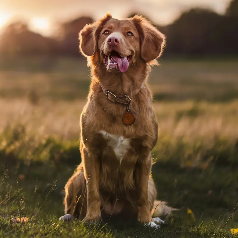 Duck Tolling Retriever at Golden Hour Jigsaw Puzzle