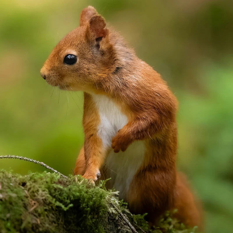 Red Squirrel on Mossy Log Jigsaw Puzzle