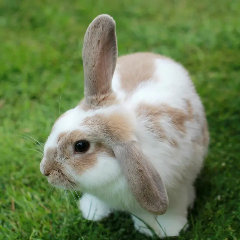 Lop-Eared Bunny on Green Grass Jigsaw Puzzle