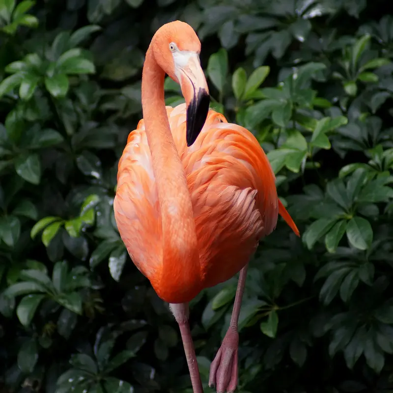 Vibrant Flamingo Among Green Leaves Jigsaw Puzzle