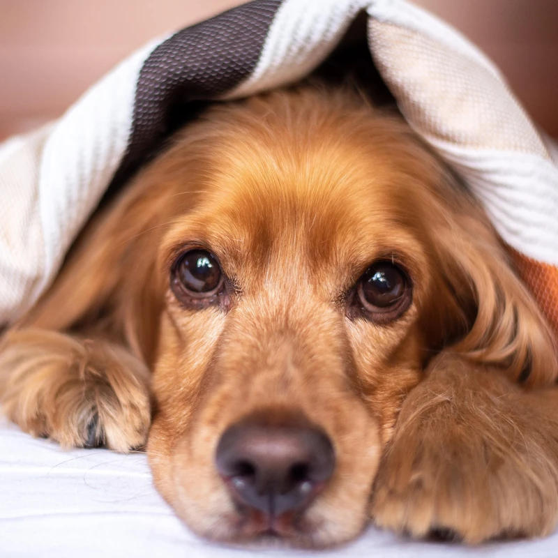 Cozy Puppy Under a Blanket Jigsaw Puzzle