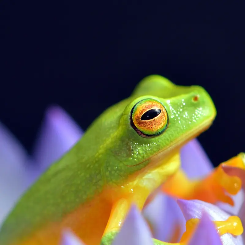 Green Tree Frog on Purple Flower Jigsaw Puzzle
