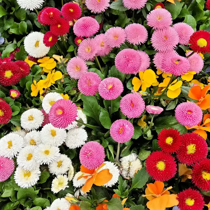 Colorful Garden Flower Medley Jigsaw Puzzle