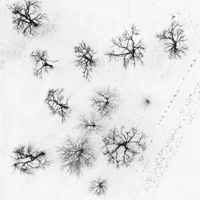 Bare Winter Trees from Above in Snow Jigsaw Puzzle