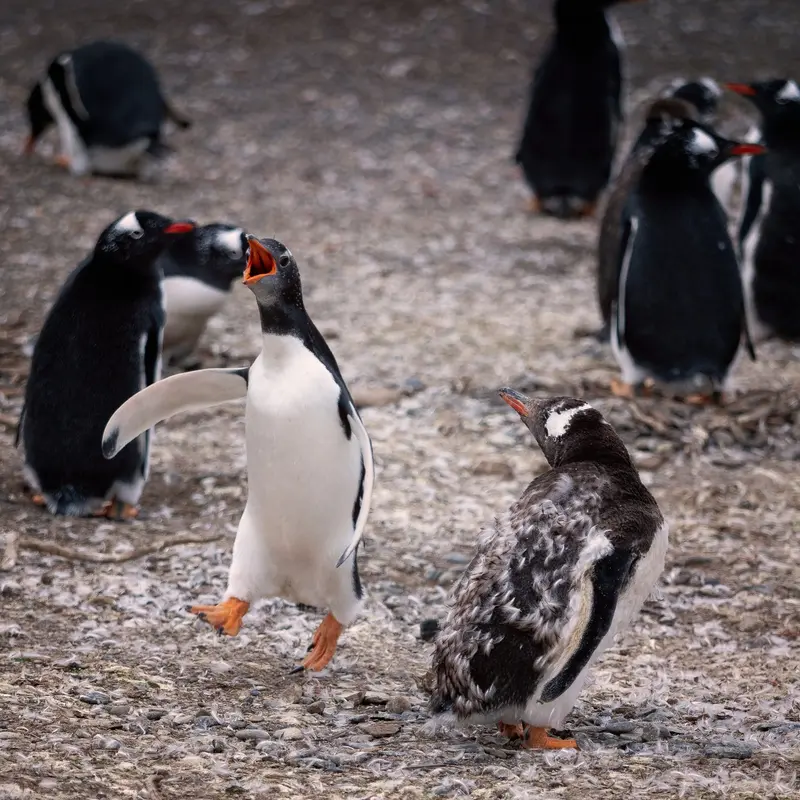 Gentoo Penguin Colony Jigsaw Puzzle