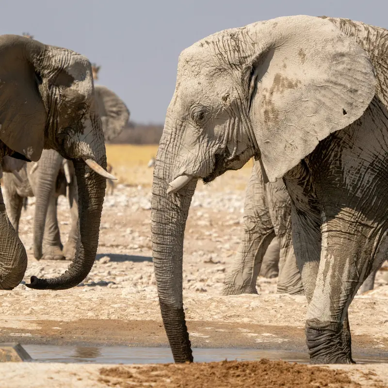 African Elephants at the Waterhole Jigsaw Puzzle
