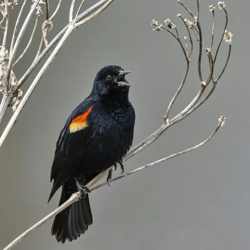 Red-Winged Blackbird Singing Jigsaw Puzzle