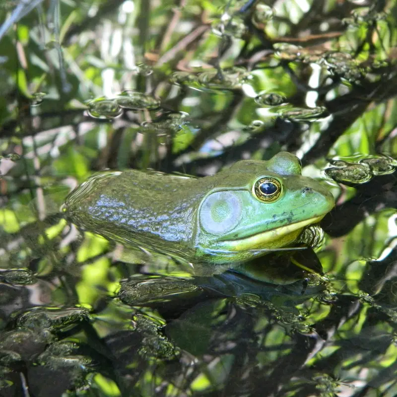Bullfrog Floating in Pond Jigsaw Puzzle