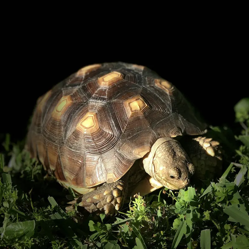 Sulcata Tortoise in Clover Jigsaw Puzzle