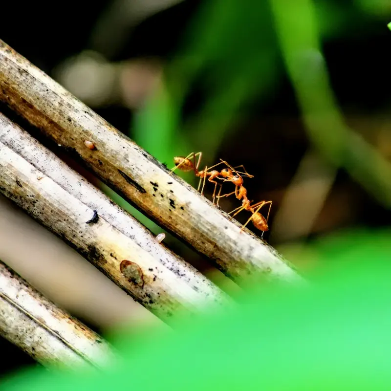Ant Carrying Leaf on Twig Jigsaw Puzzle
