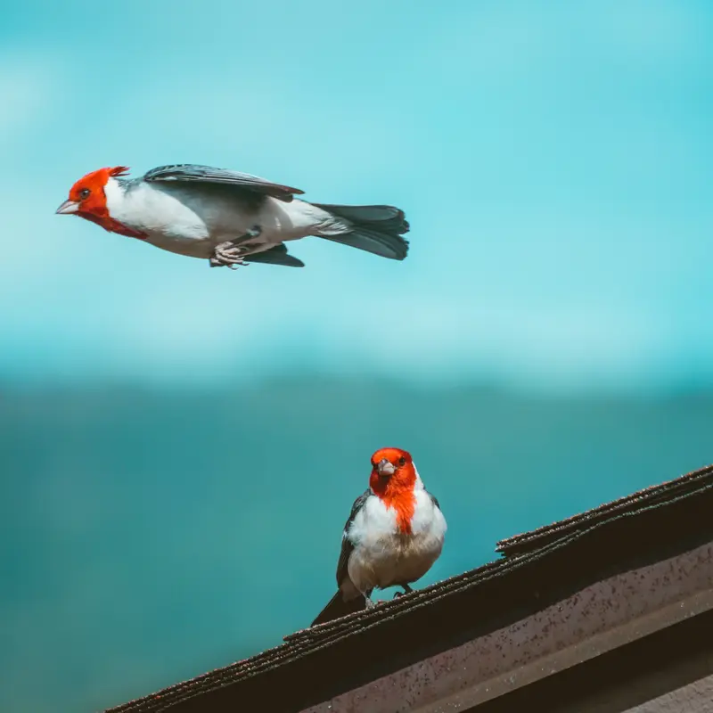 Red-Crested Cardinals in Flight Jigsaw Puzzle