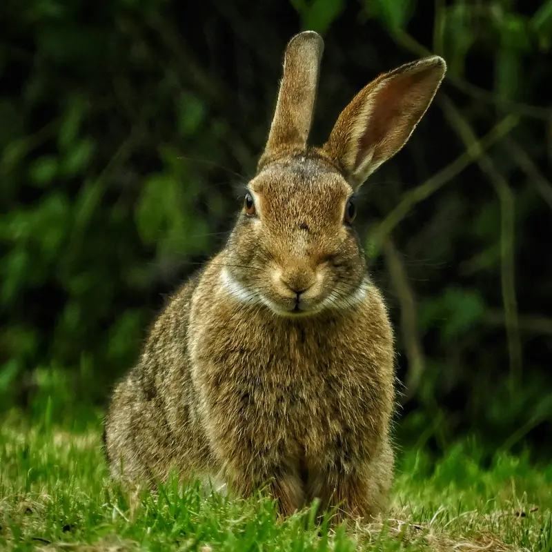 Wild Cottontail Rabbit on Lawn Jigsaw Puzzle