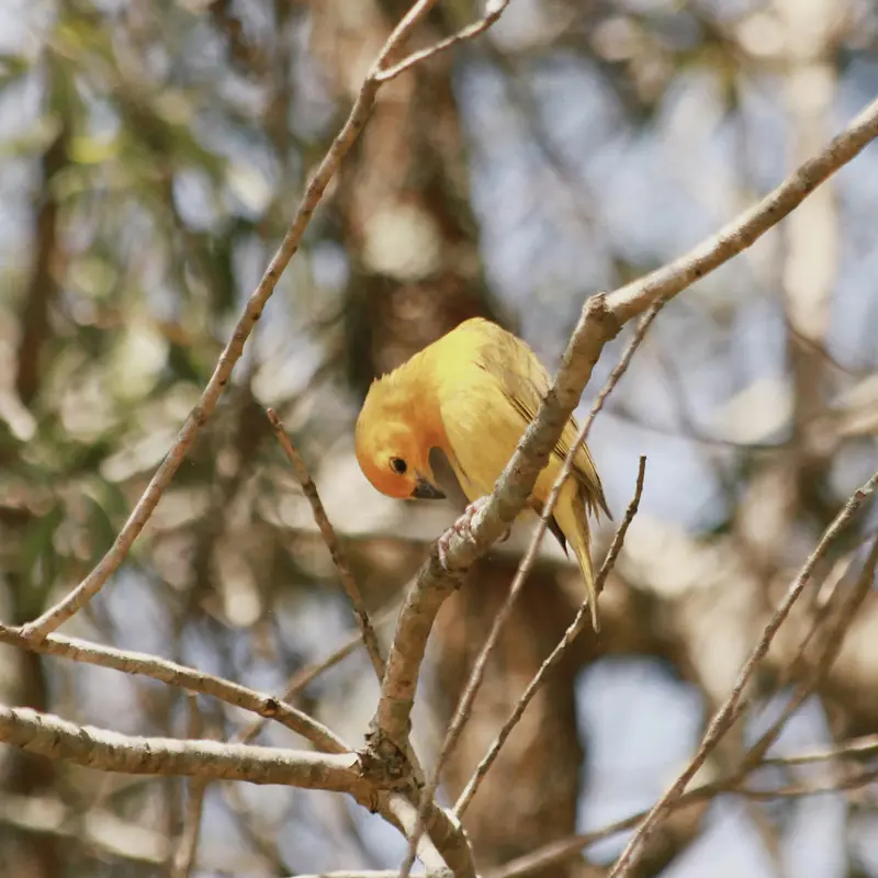 Saffron Finch Perched on Bare Tree Branches Jigsaw Puzzle
