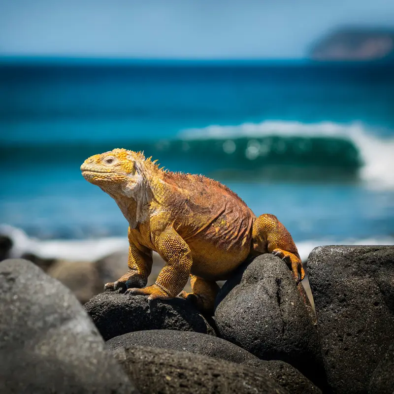 Galápagos Land Iguana on Volcanic Rocks Jigsaw Puzzle