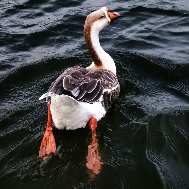 Chinese Goose Floating on Dark Rippling Water Jigsaw Puzzle