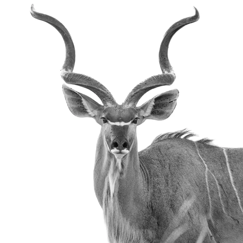 Greater Kudu Bull With Spiral Horns Jigsaw Puzzle