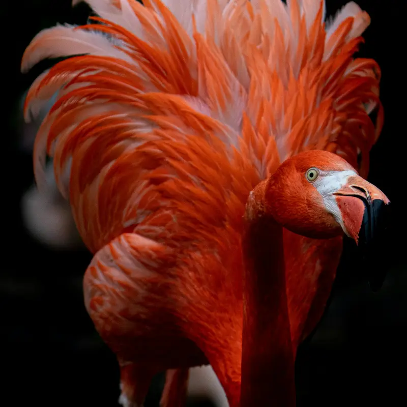 Vivid Orange Flamingo Close-Up Portrait Jigsaw Puzzle