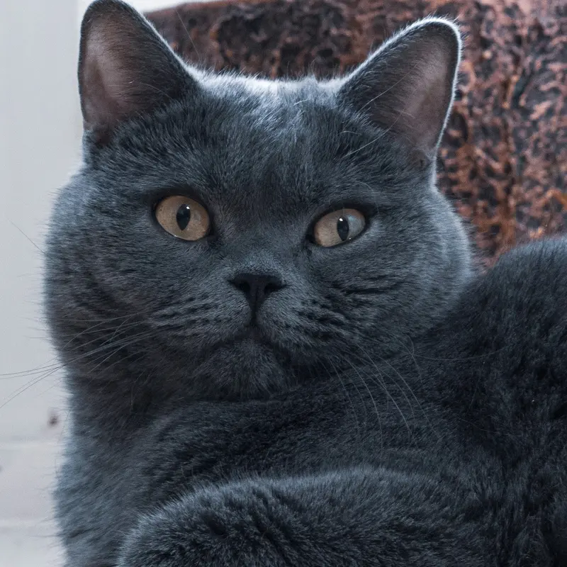 Gray British Shorthair Cat Portrait Jigsaw Puzzle