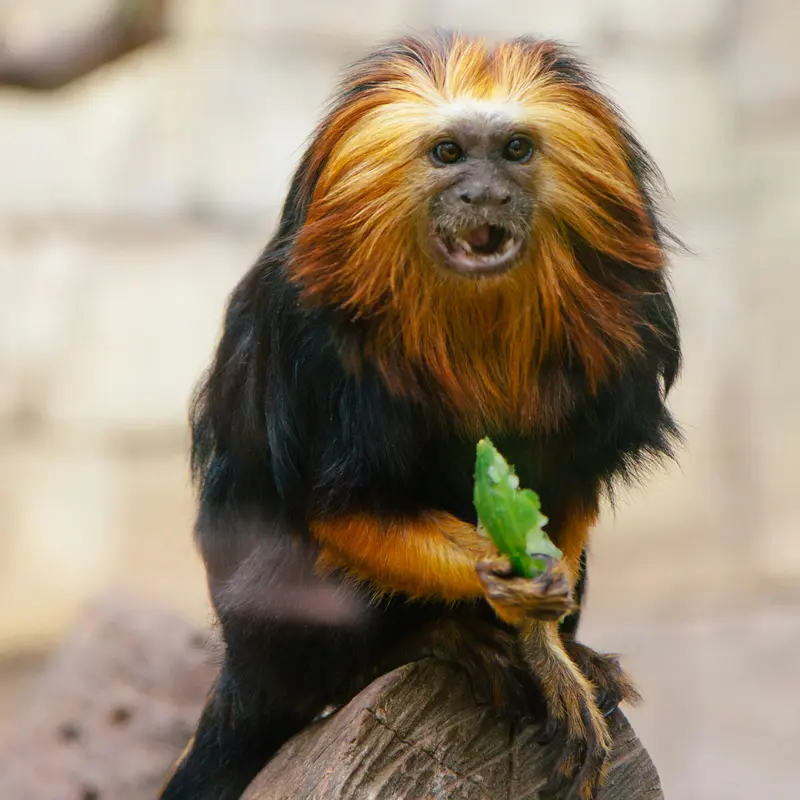Golden-Headed Lion Tamarin Eating a Leaf Jigsaw Puzzle