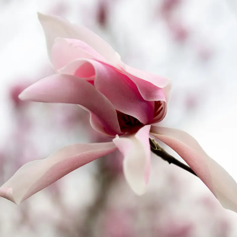 Pink Magnolia Bud Unfurling Jigsaw Puzzle