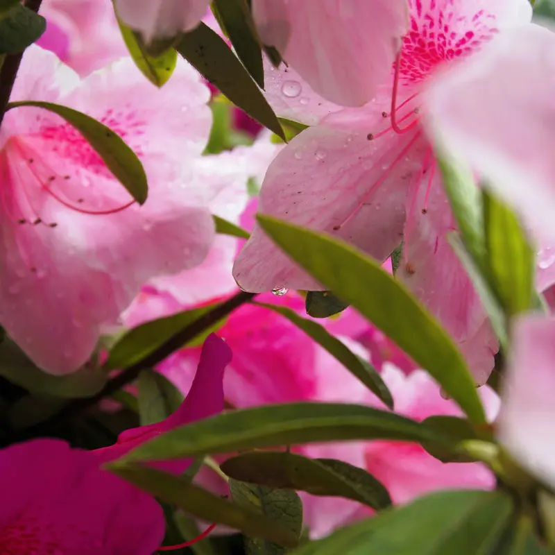Rain-Kissed Pink Azalea Petals Jigsaw Puzzle