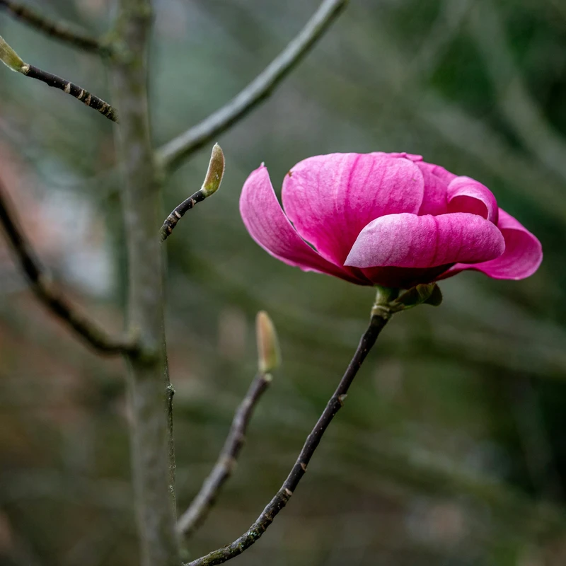 Vivid Pink Magnolia Bloom Jigsaw Puzzle