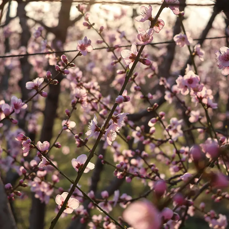 Cherry Blossom Branches at Sunset Jigsaw Puzzle