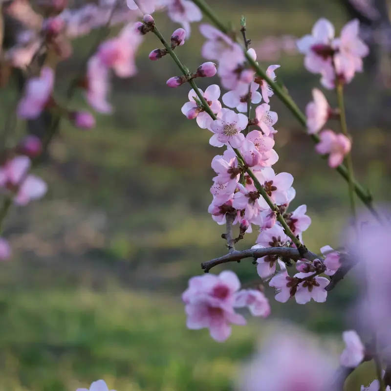 Delicate Pink Cherry Blossom Spray Jigsaw Puzzle