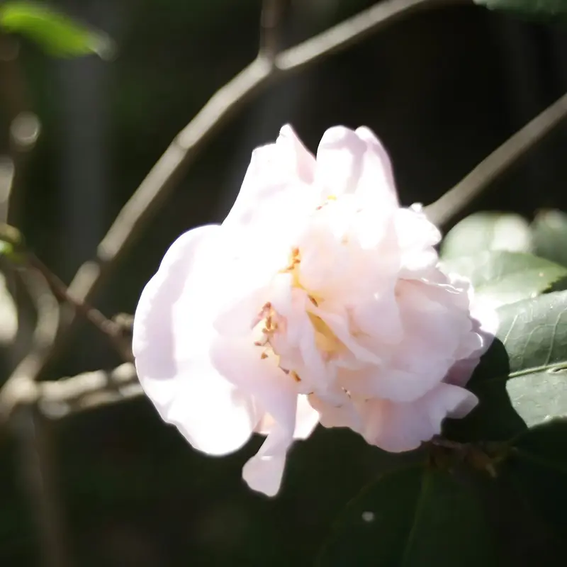 White Camellia in Soft Light Jigsaw Puzzle