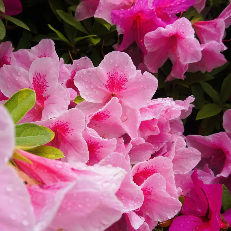 Dewy Pink Azalea Cluster Jigsaw Puzzle