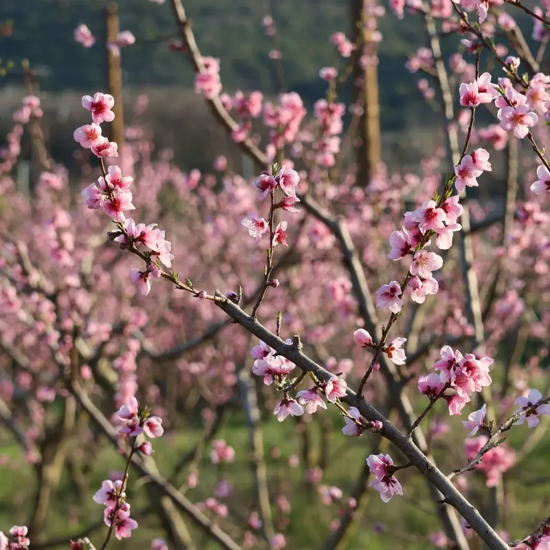 Peach Orchard in Spring Bloom Jigsaw Puzzle