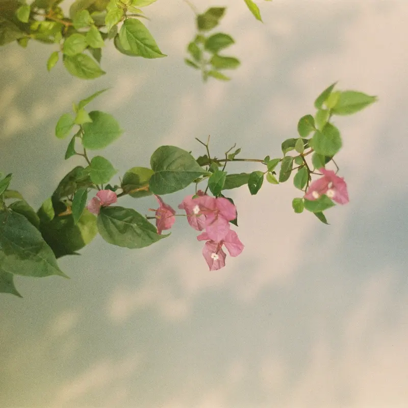 Trailing Pink Blossoms on Vine Jigsaw Puzzle