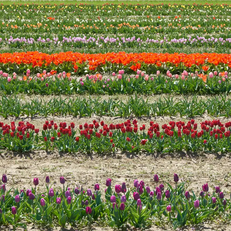 Rows of Colorful Tulips in Spring Jigsaw Puzzle