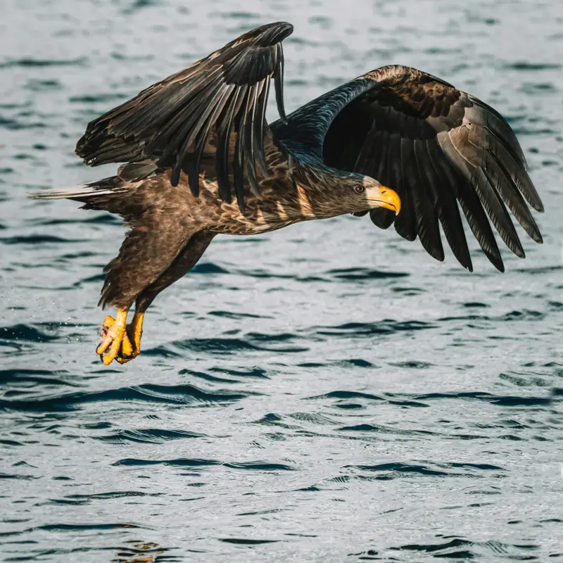 Eagle Swooping Over Ocean Waves Jigsaw Puzzle