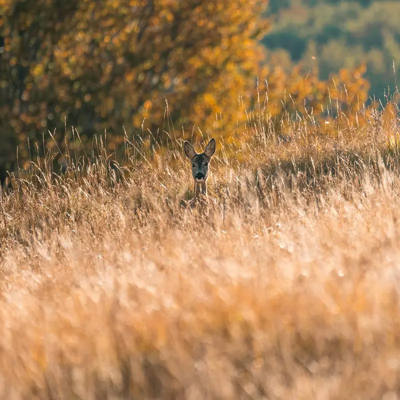 Deer Peeking Through Autumn Grass Jigsaw Puzzle