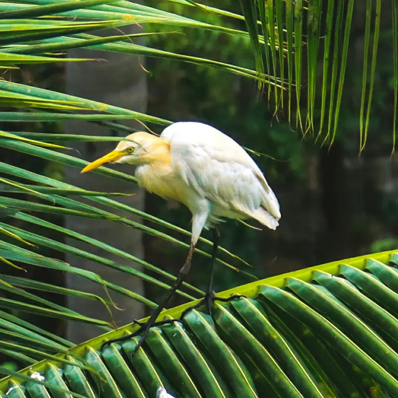 Cattle Egret on Palm Frond Jigsaw Puzzle