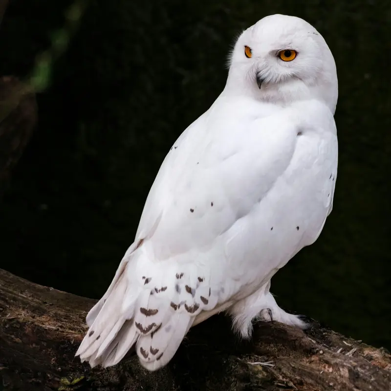 Majestic Snowy Owl Perched on a Branch Jigsaw Puzzle