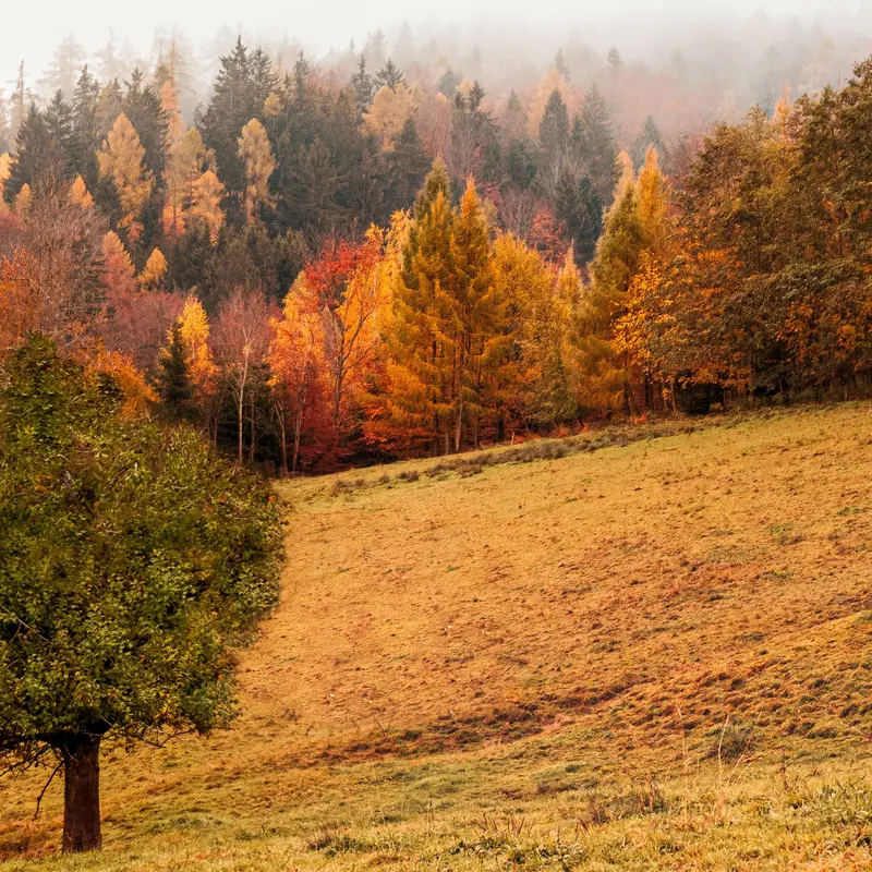 Autumn Forest on a Misty Hillside Jigsaw Puzzle