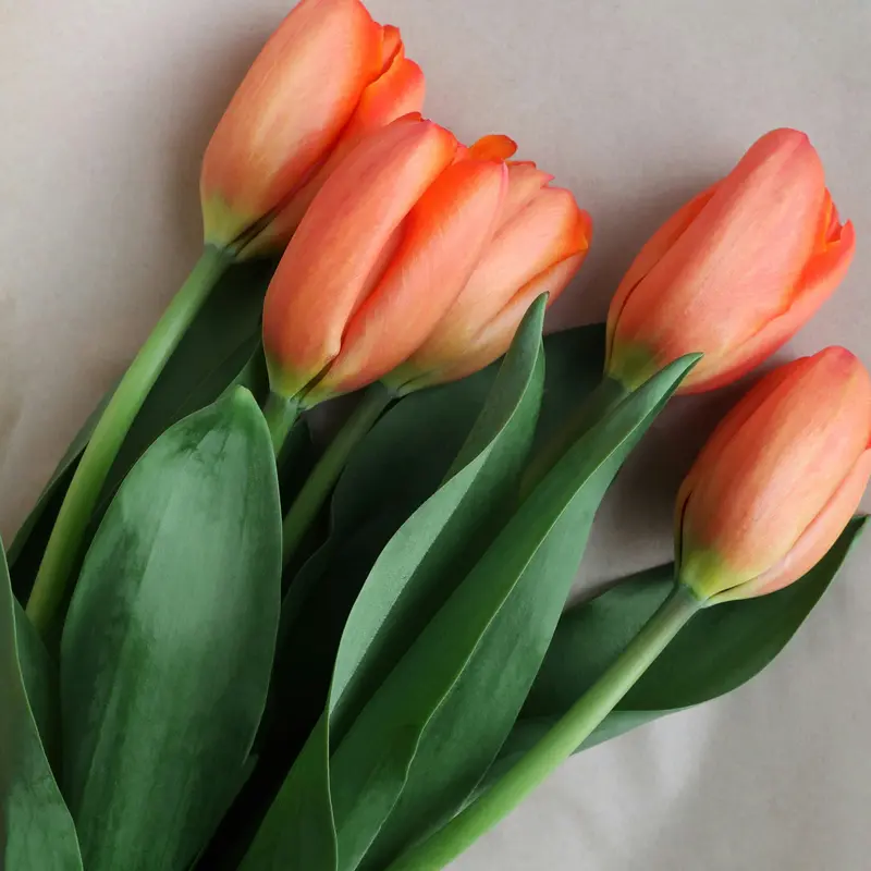Orange Tulips on White Backdrop Jigsaw Puzzle