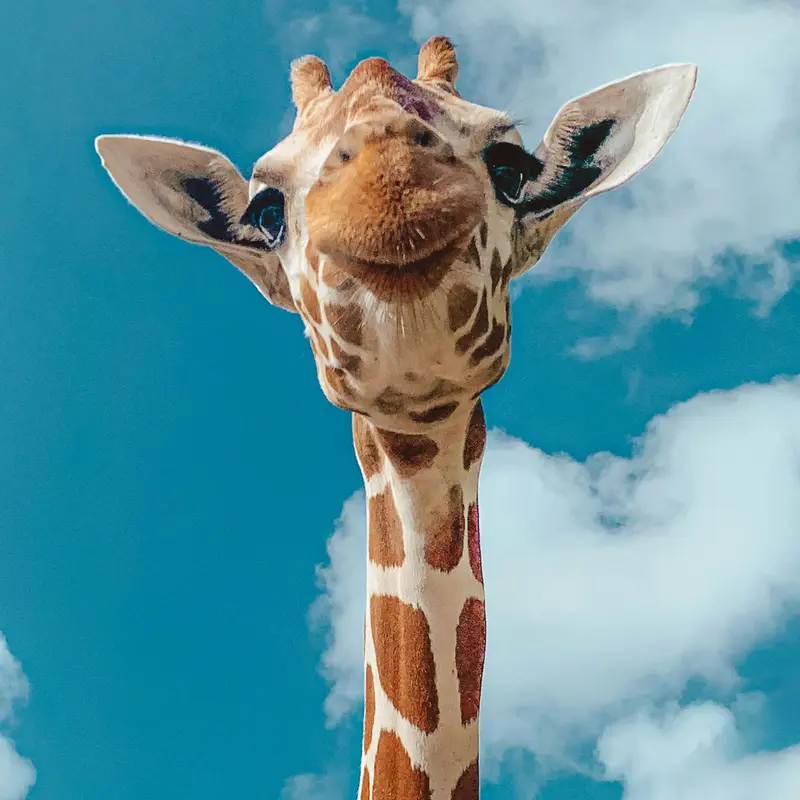 Curious Giraffe Close-Up Against Blue Sky Jigsaw Puzzle
