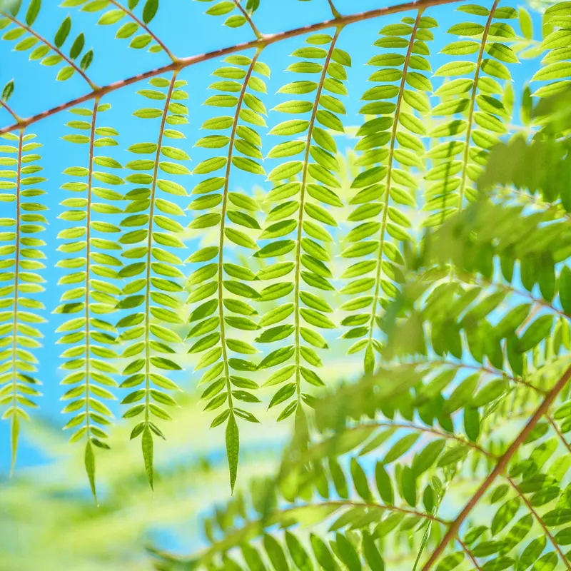 Sunlit Fern Fronds Jigsaw Puzzle