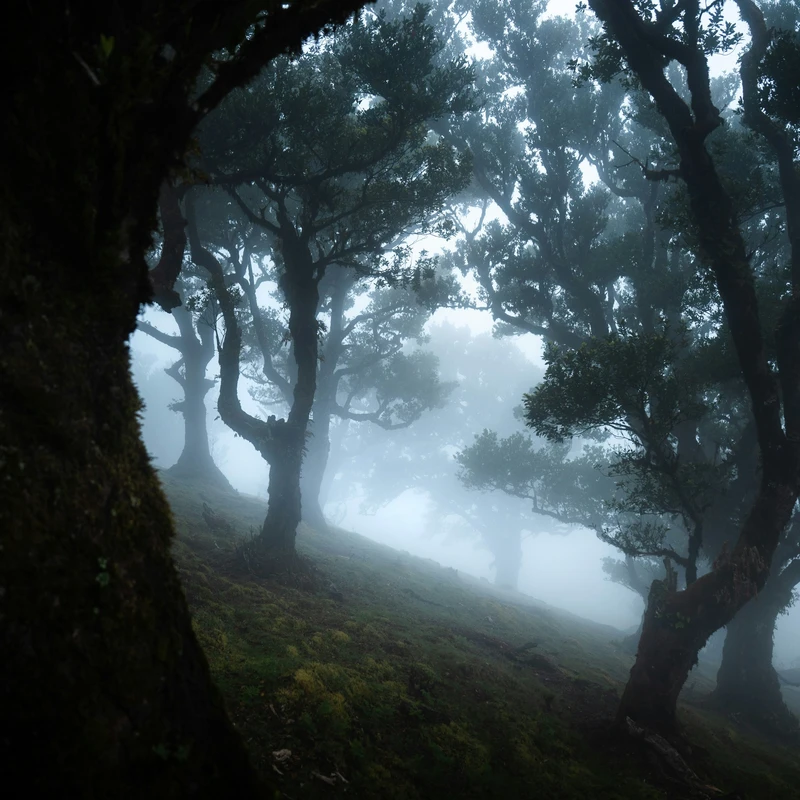 Misty Ancient Forest in Fog Jigsaw Puzzle