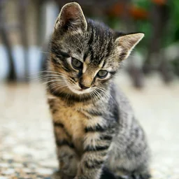 Animals jigsaw puzzle