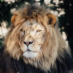 Majestic Male Lion Portrait — Animals jigsaw puzzle