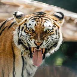 Tiger Baring Teeth and Tongue — Animals jigsaw puzzle