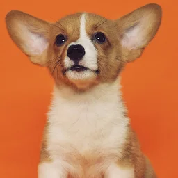 Pembroke Welsh Corgi Puppy Portrait — Animals jigsaw puzzle